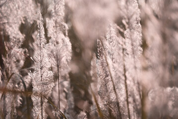 Misty and blurred bunches of grass flowers in fresh air of autumn time. A cool earth toned image for a warm welcome of fall and winter. Calm and peaceful environmental earth concept.