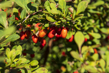 red barberry berries on the branches