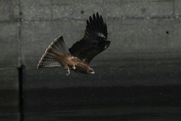 black kite in flight