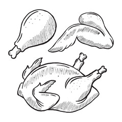 Chicken sketch. Hand drawing of whole chicken, chicken wings and chicken thighs in doodle style illustration vector