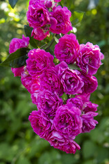 Fototapeta premium pink roses on the bush