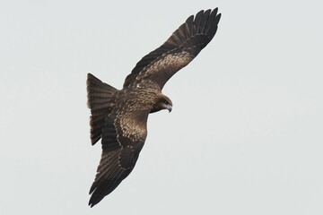 black kite in a forest