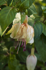 fuchsia flowers bloomed in garden