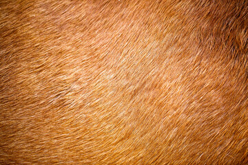 Animal skin background