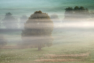 Tree in the morning fog.