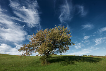 Fototapeta na wymiar tree on blue sky