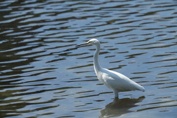 egret in a pond