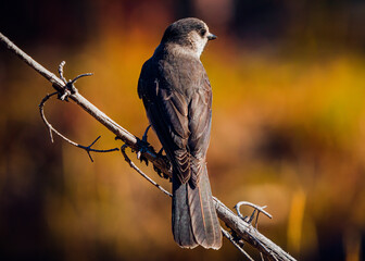Bird on Branch