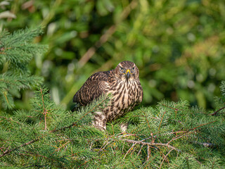 serious hawk