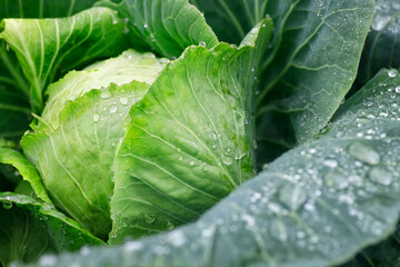 cabbage leaves with water drops grow in the garden