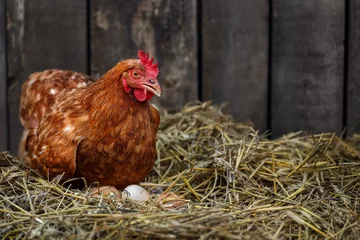Poster brown hen sits on the eggs in hay inside chicken coop © alter_photo