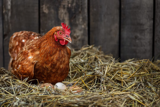 brown hen sits on the eggs in hay inside chicken coop