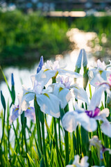 水辺に咲く花菖蒲
