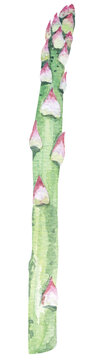 Asparagus painted in watercolor.Healthy vegan food.Salad ingredient.Vegetables, raw materials for cooking.