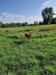 cows in the field