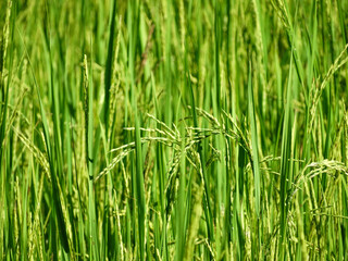 green grass background