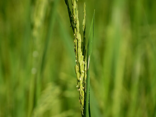 green wheat field