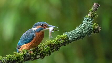 Eisvogel am Morgen mit Fisch