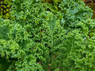 green leaves background