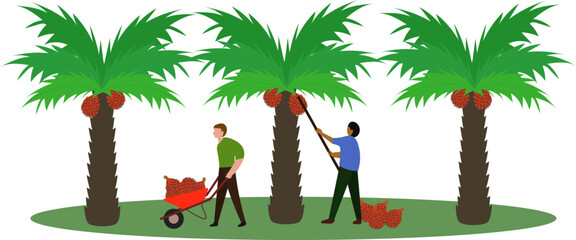 Workers on oil palm plantations are harvesting palm fruit, coconut palm farm for oil mills vector graphic illustration, Kalimantan farmers harvest palm oil