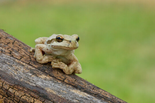 Pacific Tree Frog, a.k.a. Chorus Frog, on log with natural background