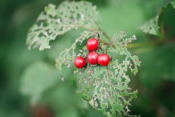 A holey leaf eaten by caterpillars, a leaf with a beautiful pattern.