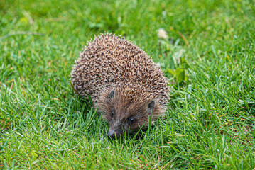 Hedgehog on the green lawn
