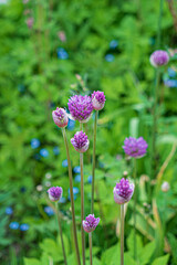 onion flowers in the garden