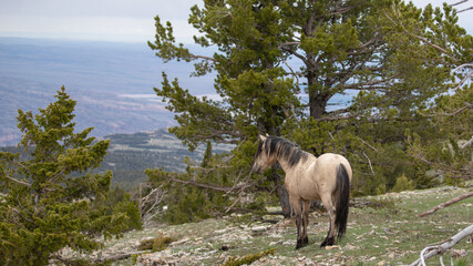 Buckskin dun wild horse stallion looking over Bighorn Canyon in Montana in the western United States