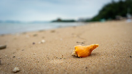 shell on the beach
