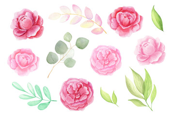 Watercolor set of pink peonies and lieves, isolated on transparent background