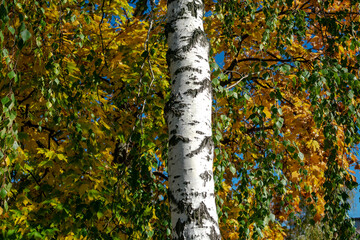 White birch against the background of yellow autumn maple foliage.