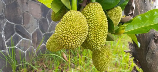 tree of jackfruit