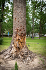 A tree in the park in Irpin shot during the Russian invasion of Ukraine
