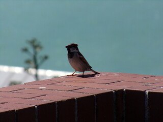 Bird on a ledge