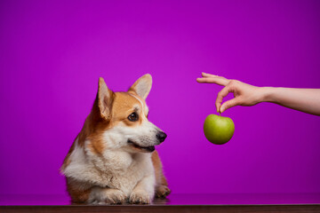 Friends forever: a woman feeds her beloved dog an apple. A Pembroke Welsh Corgi dog and a green apple are highlighted on a purple background.