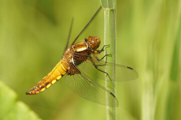 Closeup on a colorful female Broad-bodied chaser, Libellula depressa, hanging in the grass