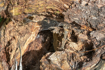 Old rotten trunk of a fallen tree with cobwebs. Abstract background.