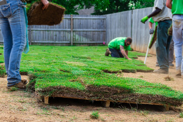 Landscaping crew workers laying new sod grass in a fenced backyard
