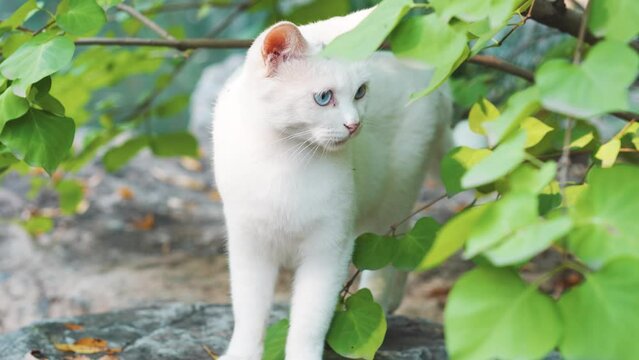 White cat walks out of the woods
