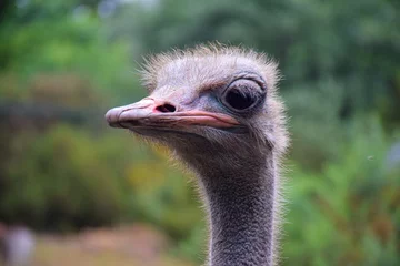 Fotobehang Retrato de un avestruz © Daniel