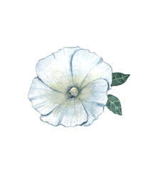 White watercolor flower with five petals and two little leaves. Petunia garden flower. Isolated.
