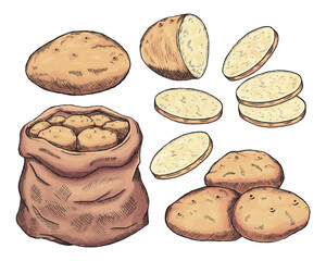 A collection of hand drawn colored potato sketches. Raw whole potatoes, slices of potatoes and a sack of potatoes