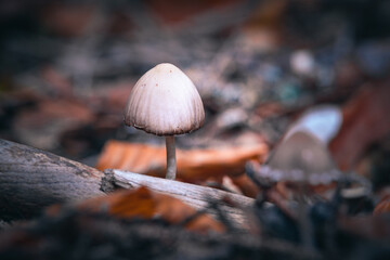 Herbst im Wald mit Pilzen, Moos, bunte Blätter und Bäume in Bayern