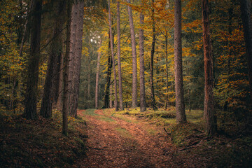 Herbst im Wald mit Pilzen, Moos, bunte Blätter und Bäume in Bayern