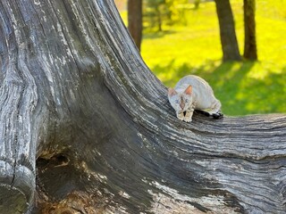 Small bengal kitten sits on tree trunk in the park.