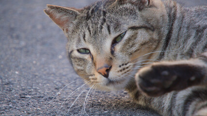 寝ぼけ眼でカメラを見る猫