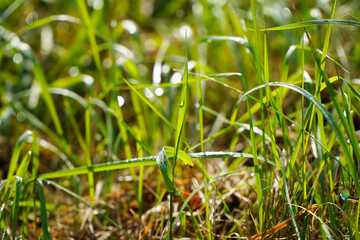 dew. dew on the grass in a beautiful autumn morning.