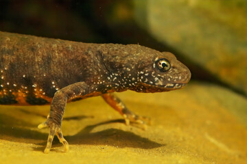 Closeup on a juvenile female Danube crested newt, Triturus dobrogicus