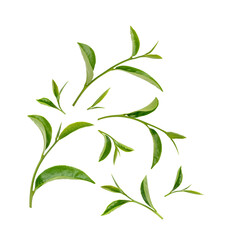 Green tea leaves isolated on transparent background. (.PNG)
